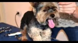 Curs Frizerie Canina Ramnicu Valcea