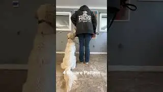 4 Square teaches your dog the &ldquo;automatic sit&rdquo;