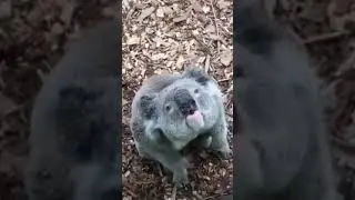 koala's voice #animalslover #amazing #wildlife #seaworld #safari #animals