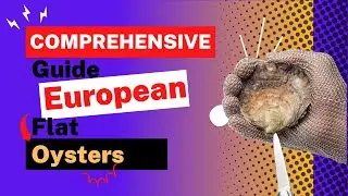 Unlocking the Secrets of European Flat Oysters: A Comprehensive Guide