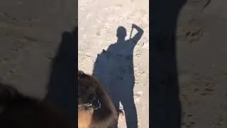 Eurasier - fun on the beach