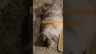 4 Bunnies evening activities crunching,munching, cleaning, and snoozing #bondingrabbits #bondedpair