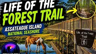 EXPLORE the AMAZING Ecosystem of Assateague Island National Seashore!