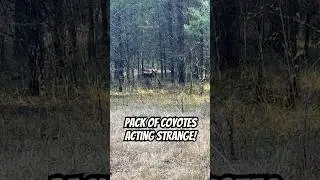 Big ALABAMA Coyote at 15 Yards !