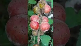 ( nepali fruit  )  Khaniyu #nepali #fruit #nepal