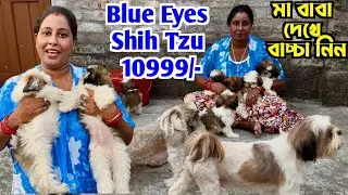 10999 টাকায় Blue Eyes Shih Tzu. Home Breed Shih Tzu Puppies. Dog Market in Kolkata.
