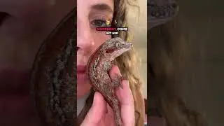 Can&rsquo;t have world lizard day without the geckos! 🫦👠💸👙 #midnightballerina &bull;&bull;&bull;&bull;&bull;&bull;&bull;&bull;&bull;#chameleon