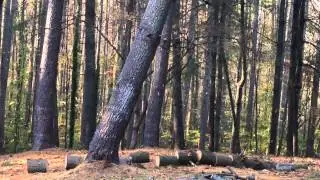 M936 A2 Pulling down a tree with front winch