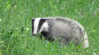 Meeting with the most intelligent and brave mammal in Europe, The European badger