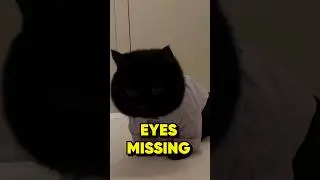Eyes Missing😶&zwj;🌫 #cute #funny #cat