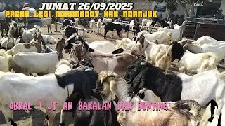 БЛАГОСЛОВЕННАЯ ПЯТНИЦА ‼️ ПРОДАЕМ 1 МИЛЛИОН НАЧИНАЮЩИХСЯ И БЕРЕМЕННЫХ РЫБ НА РЫНКЕ LEGI NGRONGGOT...