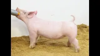 82-3 Crossbred Gilt