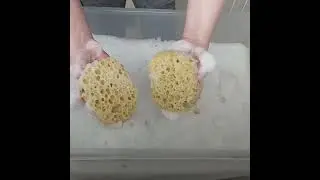 ASMR Soapy Sponge Squeezing Countdown💧🧽🎉 NEW SPONGES🎉🧽💧🌲Astonish Pine 🌲Day 13 #cleantok