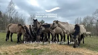 Weidetiere - Konikpferde