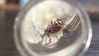 My Myrmecia Queens And Colony&rsquo;s