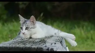 кот в стим скачать бесплатно