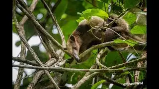 Northern Tamandua - Panama
