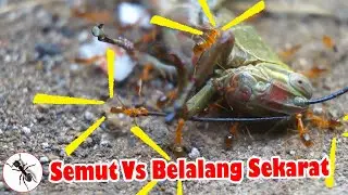 Semut makan Belalang Sekarat Part 1 | Semut | Serangga TV Channel