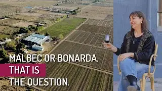 Ok, but why is Europe so OBSESSED with this Bonarda Wine?!