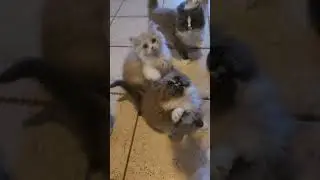 iCandy RagaMuffin kittens