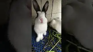 black and white rabbit... #shortvideo #rabbits