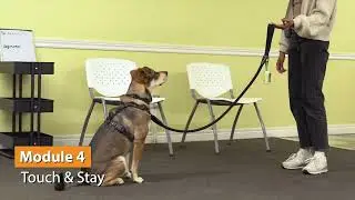 Foundation Skills - Group Classes in Toronto at When Hounds Fly