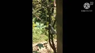 Cat 🐈 Trying climb small tree 🎄🎄 #short #shortvideo