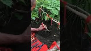 RUNNING TREES #shorts #satisfying #trending #viral