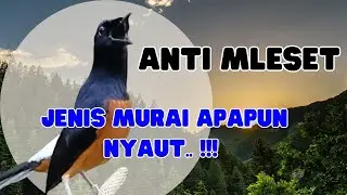 🔥PANCINGAN Murai Batu full isian tembakan ampuh naikkan emosi Murai Batu lain agar ikut NYAUT bunyi