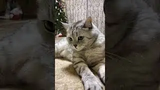 Допинг для коня 🐴#юмор #веселыекоты #cat #прикольныекоты #кот #видосыоткота #прикол #смешновидео