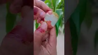 spicy lychee|#Short's#spicy#lychee#trending#viral#shortfeed