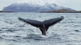 Whale Watching Safari in Tromso, Norway 🇳🇴