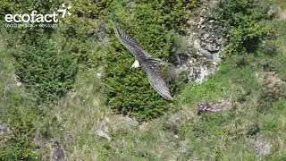 Bearded Vulture (Gypaetus barbatus) in the Spanish Pyrenees (4K)