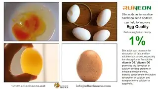 How to boost egg production?|Chicken eggs|Laying hens farming advise|Layer farming skill|Eggs