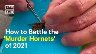 How Scientists Find, Tag, and Get Rid of 'Murder Hornets'