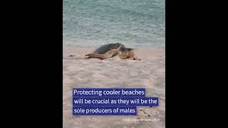What does a warming climate mean for flatback turtles?