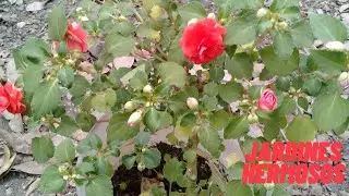 Impantiens Doble o flor de alegr&iacute;a