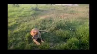 Gazipur Safari Park- The Core Of The Park.. A journey with lots of fun