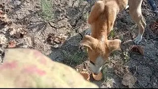 #helpdogs #dog #help #viral #trending #video #animals #pleasesubscribe #viralvideo #subscribe