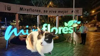 El Parque de los GATOS | Parque Kennedy, Miraflores LIMA 🇵🇪