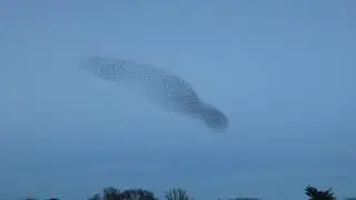 1  Starling murmuration