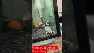 Froggies 🐸 African Dwarf Frog