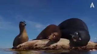 Best of Gerald (Finding Dory 2016)