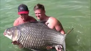 A stunning 90lb red tail catfish and 140lb Siamese carp