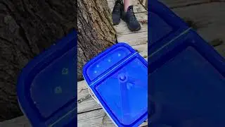 Tapping Maple trees for maple syrup.