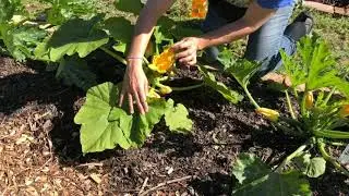 Riverside Summer Squash on Salad Bar