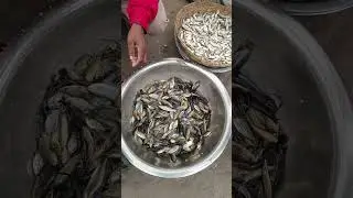 ঘোনাপারা বাজার চ্যানেল সাবস্ক্রাইব করুন। Robin vlogs #fish #fishing #viral video 