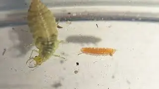 Cecidomyiidae Vs Chrysopidae