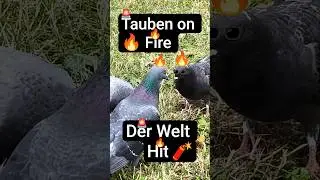 Tauben on Fire. (Welthit). 🔥🕊️🔥🕊️🔥🕊️🔥🕊️