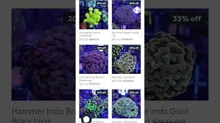 CORAL SALE. Hot WYSIWYG Album extra 10% Off of low prices. #aquarium #coral #saltwateraquarium